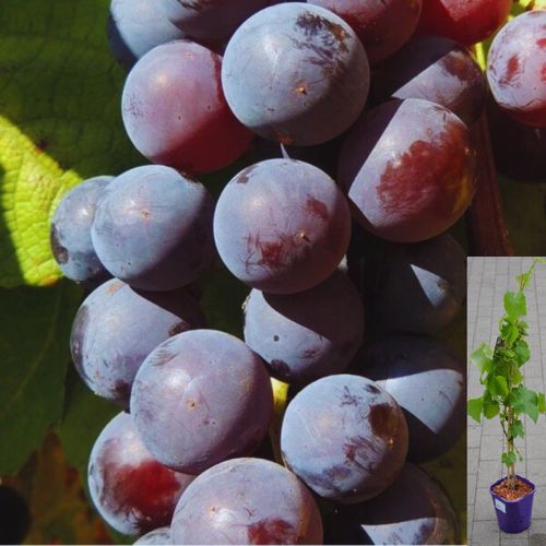 Vynuogių sodinukai