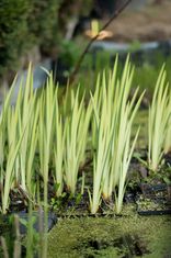 Iris pseudacorus 'Variegata' (geltonžiedis vilkdalgis)