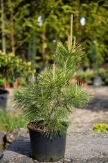 Pinus thunbergii 'Ogon' (tunbergo pušis)